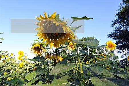 民生银行信用卡逾期重组怎么办 民生银行信用卡逾期重组怎么办