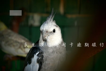 民生银行信用卡逾期银行不协商