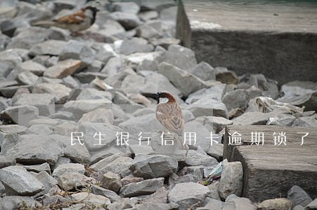 民生银行信用卡逾期锁了怎么办