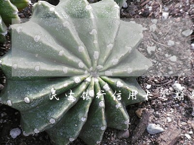 民生银行信用卡逾期需要还款吗 民生银行信用卡逾期需要还款吗
