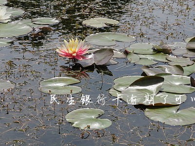 民生银行卡逾期了可以清除记录吗 民生银行卡逾期了可以清除记录吗