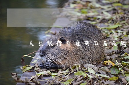 民生银行可逾期几天还款吗 民生银行可逾期几天还款吗