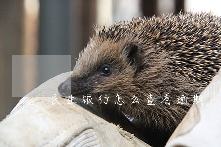 民生银行怎么查看逾期 民生银行怎么查看逾期
