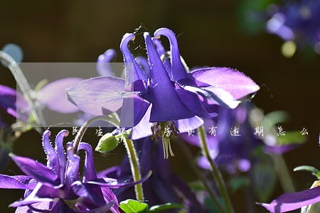 民生银行房贷有逾期怎么办 民生银行房贷有逾期怎么办