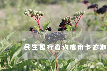 民生银行查询信用卡逾期电话 民生银行查询信用卡逾期电话