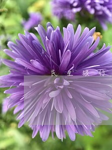 民生银行贷款逾期5天 民生银行贷款逾期5天