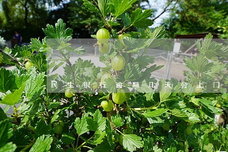 民生银行逾期几天会上门催收 民生银行逾期几天会上门催收