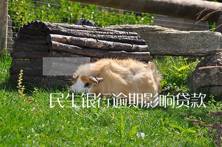民生银行逾期影响贷款 民生银行逾期影响贷款