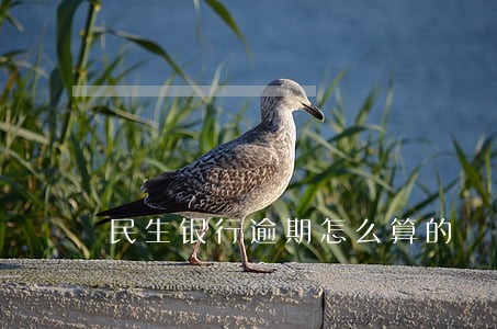 民生银行逾期怎么算的 民生银行逾期怎么算的