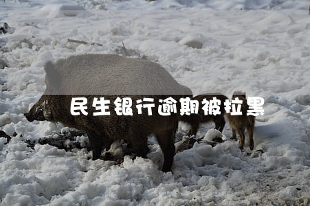 民生银行逾期被拉黑 民生银行逾期被拉黑