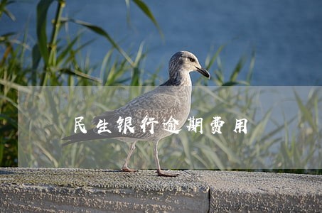民生银行逾期费用 民生银行逾期费用