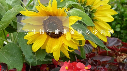 民生银行逾期金额多少判刑 民生银行逾期金额多少判刑
