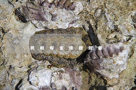 民航安全法规规章 民航安全法规规章