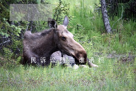 民诉讼费由谁承担