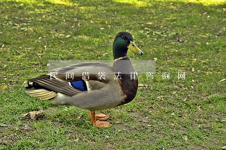 民间借袋法律咨询网