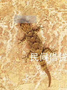 民间借贷上了法院可否分期 民间借贷上了法院可否分期