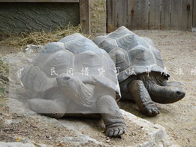 民间借贷可以申请法院强制执行吗 民间借贷可以申请法院强制执行吗