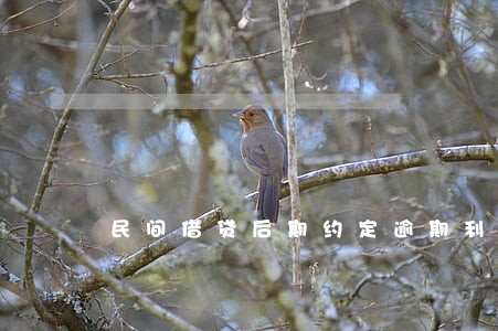 民间借贷后期约定逾期利息 民间借贷后期约定逾期利息