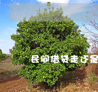 民间借贷走还是公安 民间借贷走还是公安
