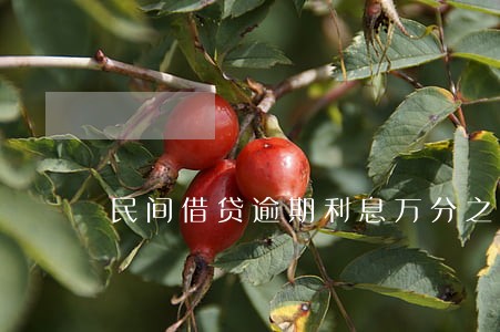 民间借贷逾期利息万分之五高吗 民间借贷逾期利息万分之五高吗