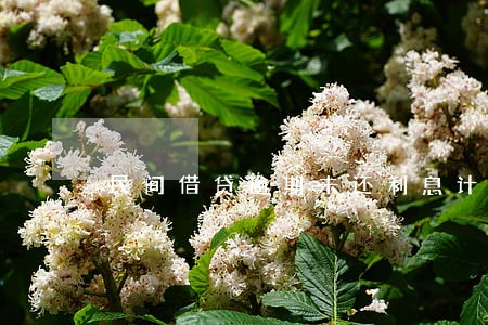 民间借贷逾期未还利息计算