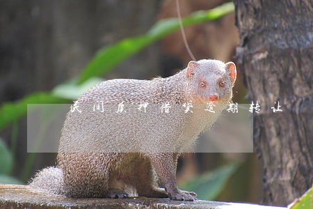 民间质押借贷逾期转让 民间质押借贷逾期转让