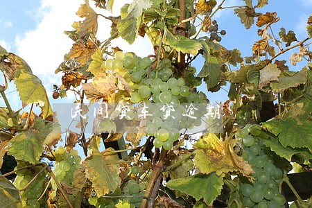 民间贷车贷逾期