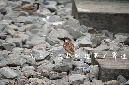 气急下选择跳楼算不算违法 气急下选择跳楼算不算违法
