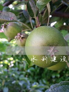 水利建设基金逾期未申报