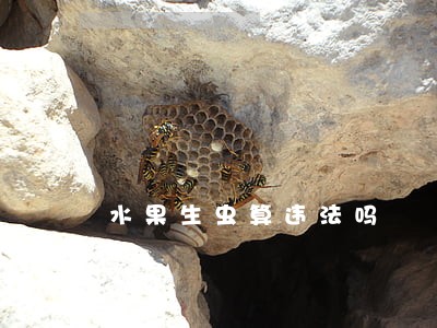 水果生虫算违法吗 水果生虫算违法吗