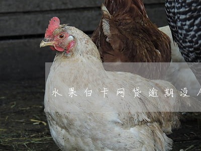 水果白卡网贷逾期没人催 水果白卡网贷逾期没人催