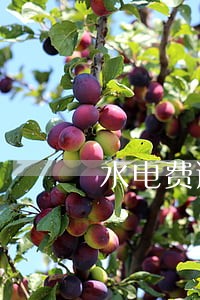 水电费逾期未交违约金是多少