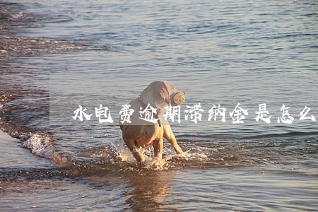 水电费逾期滞纳金是怎么算 水电费逾期滞纳金是怎么算