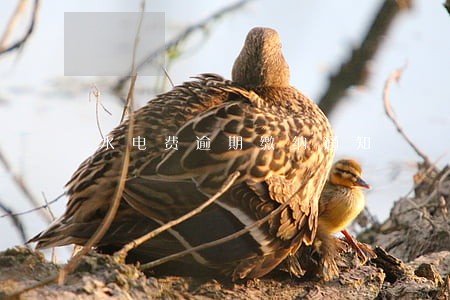水电费逾期缴纳通知 水电费逾期缴纳通知