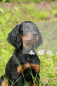 水稻现金逾期俩天 水稻现金逾期俩天