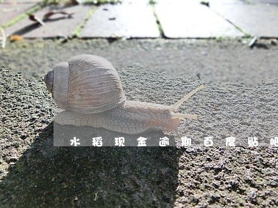 水稻现金逾期百度贴吧 水稻现金逾期百度贴吧