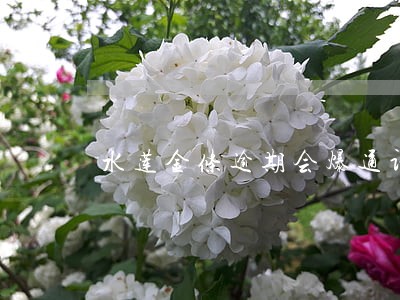 水莲金条逾期会爆通讯录吗 水莲金条逾期会爆通讯录吗