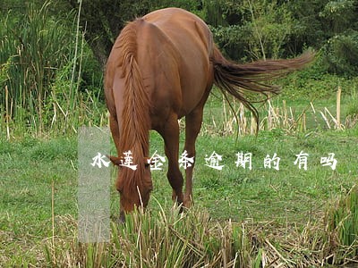 水莲金条逾期的有吗 水莲金条逾期的有吗