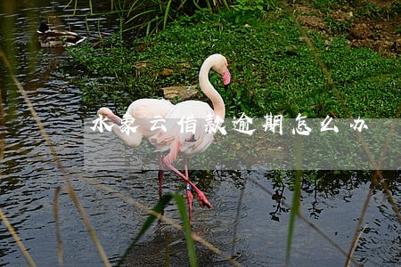 水象云借款逾期怎么办 水象云借款逾期怎么办
