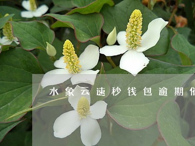 水象云速秒钱包逾期催 水象云速秒钱包逾期催