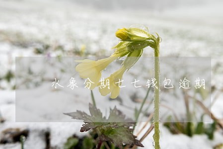 水象分期七七钱包逾期 水象分期七七钱包逾期