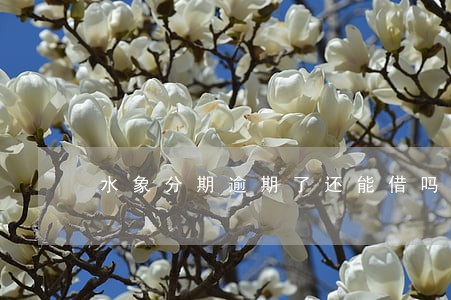 水象分期逾期了还能借吗 水象分期逾期了还能借吗