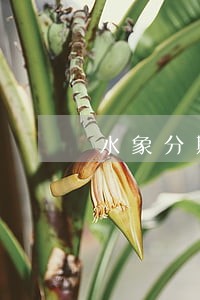 水象分期逾期好下款吗 水象分期逾期好下款吗