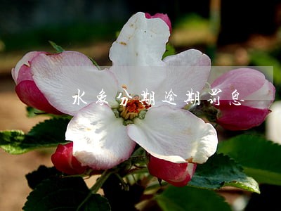 水象分期逾期罚息 水象分期逾期罚息