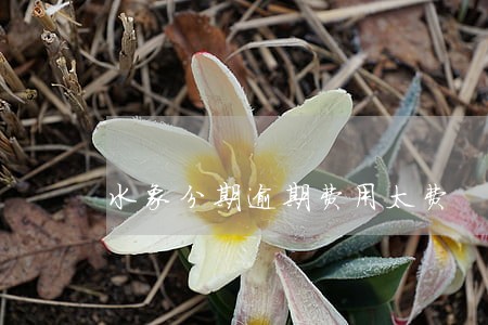 水象分期逾期费用太费 水象分期逾期费用太费