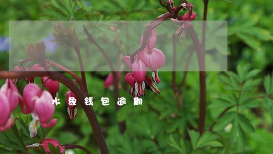水象钱包逾期 水象钱包逾期