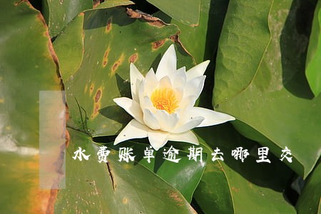 水费账单逾期去哪里交 水费账单逾期去哪里交