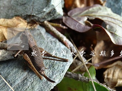 水费贵阳水费逾期多久要交滞纳金 水费贵阳水费逾期多久要交滞纳金