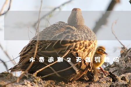 水费逾期2天会罚款吗 水费逾期2天会罚款吗