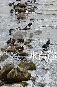 水费逾期催缴通知单 水费逾期催缴通知单